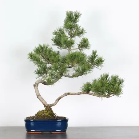 BONSAI PINUS MUGO 1-22