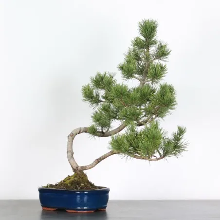 image supplémentaire - BONSAI PINUS MUGO 1-22