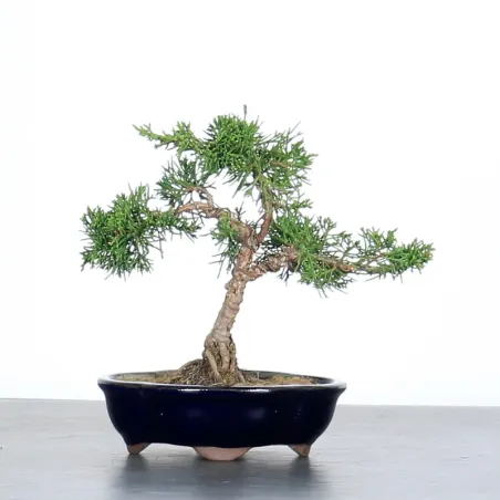 JUNIPERUS CHINENSIS KISHU 2-5