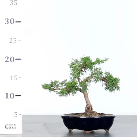image supplémentaire - JUNIPERUS CHINENSIS KISHU 2-5
