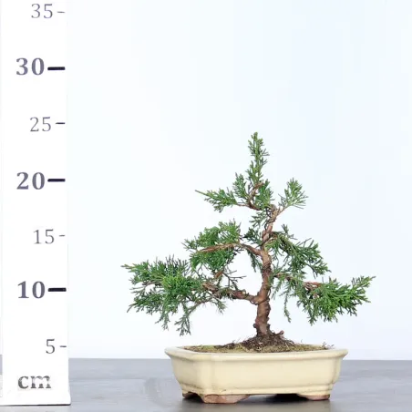 image supplémentaire - GENÉVRIER "JUNIPERUS...