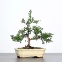 GENÉVRIER "JUNIPERUS CHINENSIS ITOIGAWA" 1-2
