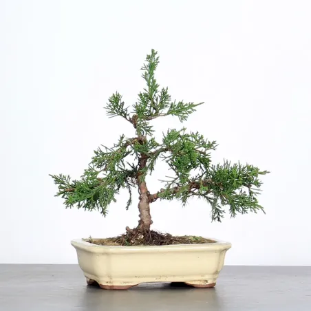 Bonsai Genévrier de Chine