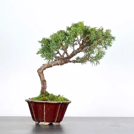 Bonsai Genévrier de Chine