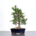 GENÉVRIER "JUNIPERUS CHINENSIS KISHU" 1-9