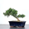 GENÉVRIER "JUNIPERUS CHINENSIS KISHU" 1-12