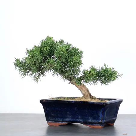 Bonsai Genévrier de Chine