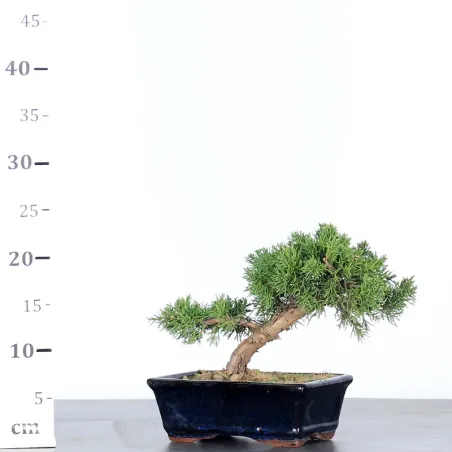 image supplémentaire - GENÉVRIER "JUNIPERUS...