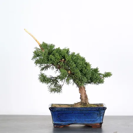 Bonsai Genévrier de Chine