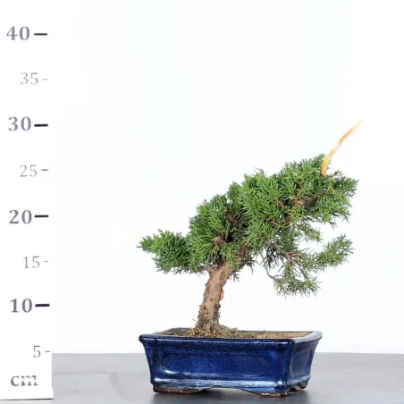 image supplémentaire - GENÉVRIER "JUNIPERUS...