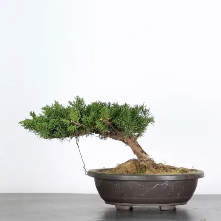 Bonsai Genévrier de Chine
