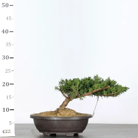 image supplémentaire - GENÉVRIER "JUNIPERUS...
