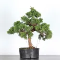 GENÉVRIER "JUNIPERUS CHINENSIS KISHU" 1-22