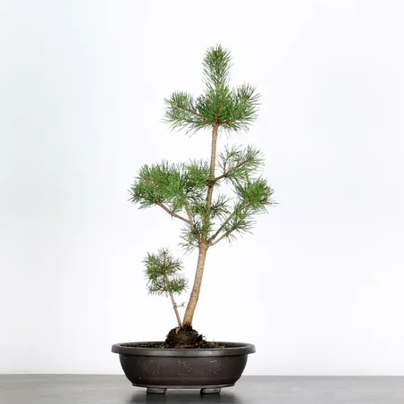 PINUS SYLVESTRIS 1-1