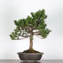 BONSAI PIN "PINUS MUGO" 3-13