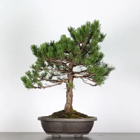 BONSAI PIN "PINUS MUGO" 3-13