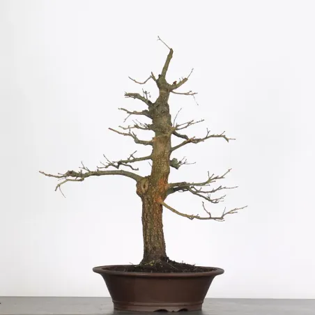 image supplémentaire - CHÊNE "QUERCUS CERRIS" 2-1