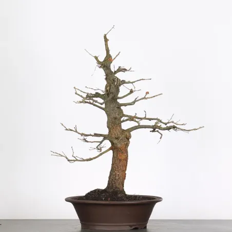 CHÊNE "QUERCUS CERRIS" 2-1