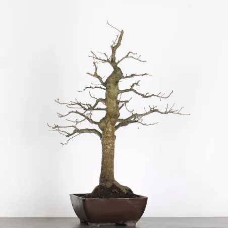 image supplémentaire - CHÊNE "QUERCUS CERRIS" 2-2