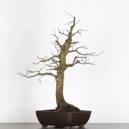 Bonsaï chêne pédonculé (Quercus Robur) CHR-2-2