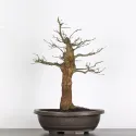 CHÊNE "QUERCUS CERRIS" 2-3