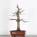 CHÊNE "QUERCUS CERRIS" 2-4