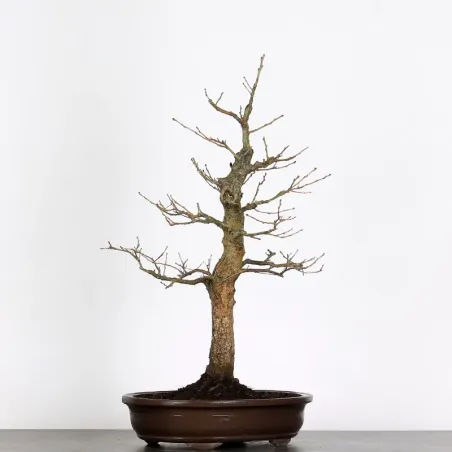 CHÊNE "QUERCUS CERRIS" 2-5