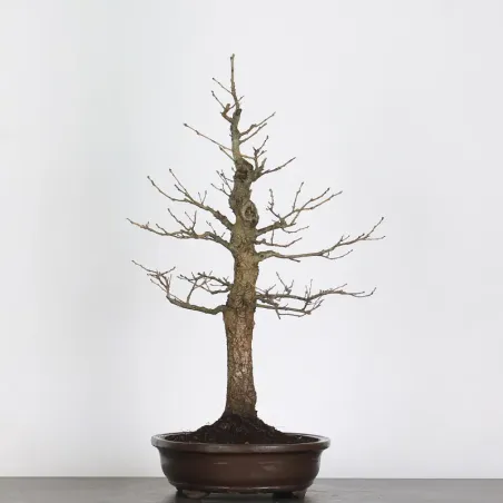 image supplémentaire - CHÊNE "QUERCUS CERRIS" 2-5