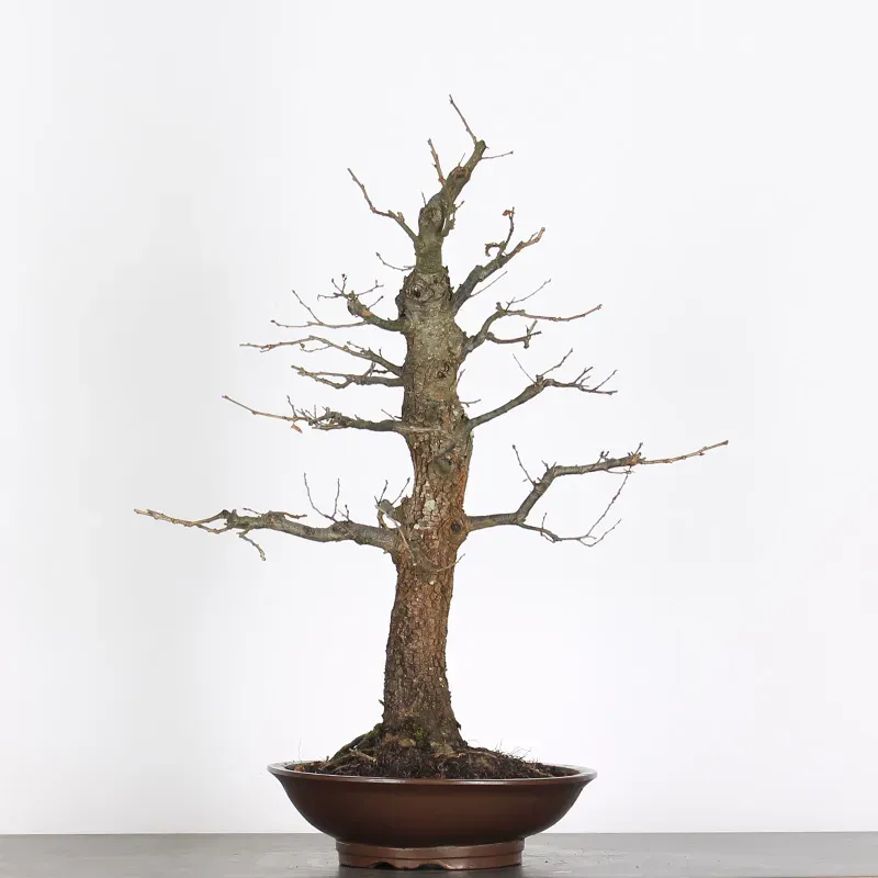 image supplémentaire - CHÊNE "QUERCUS CERRIS" 2-6