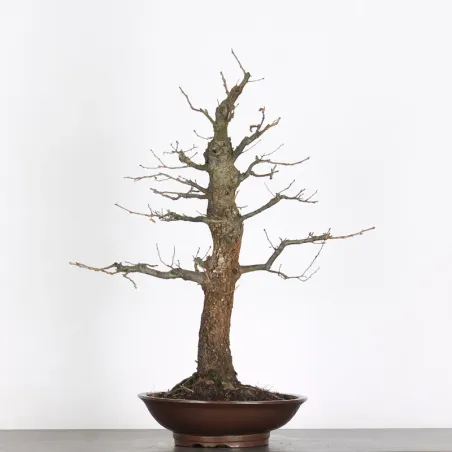 image supplémentaire - OAK BONSAI "QUERCUS CERRIS"...