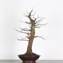 CHÊNE "QUERCUS CERRIS" 2-6