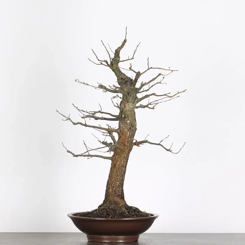 CHÊNE "QUERCUS CERRIS" 2-6