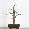 CHÊNE "QUERCUS CERRIS" 2-7