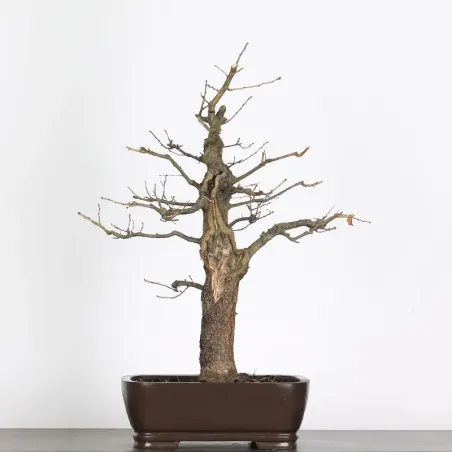 CHÊNE "QUERCUS CERRIS" 2-7