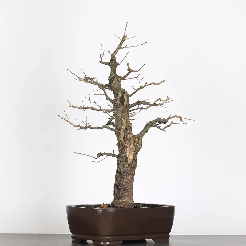 image supplémentaire - CHÊNE "QUERCUS CERRIS" 2-7