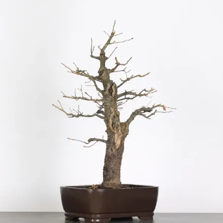 image supplémentaire - CHÊNE "QUERCUS CERRIS" 2-7