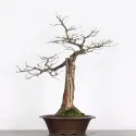 CHÊNE "QUERCUS CERRIS" 2-8