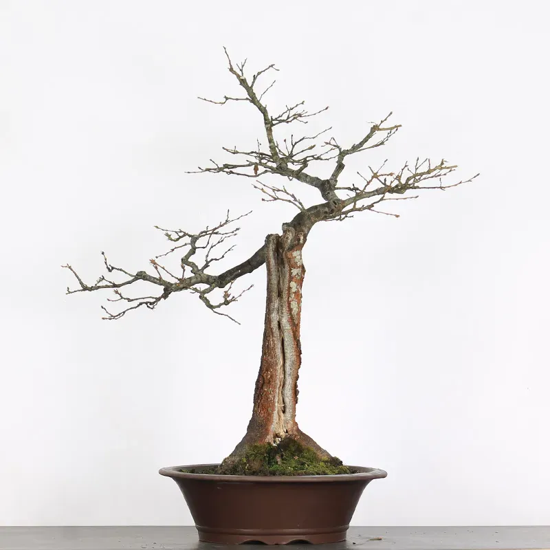 CHÊNE "QUERCUS CERRIS" 2-8