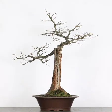CHÊNE "QUERCUS CERRIS" 2-8