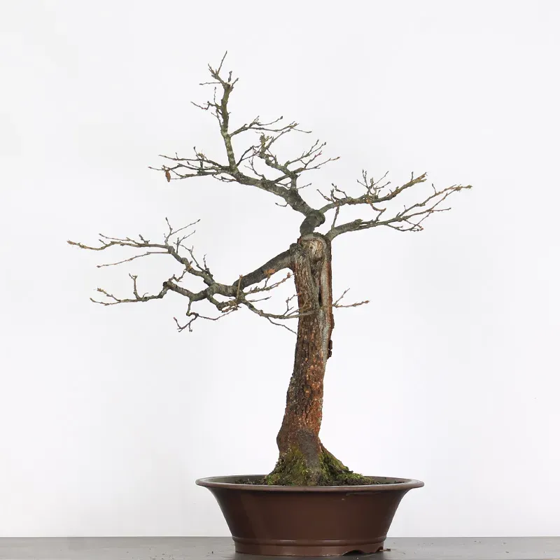 image supplémentaire - CHÊNE "QUERCUS CERRIS" 2-8