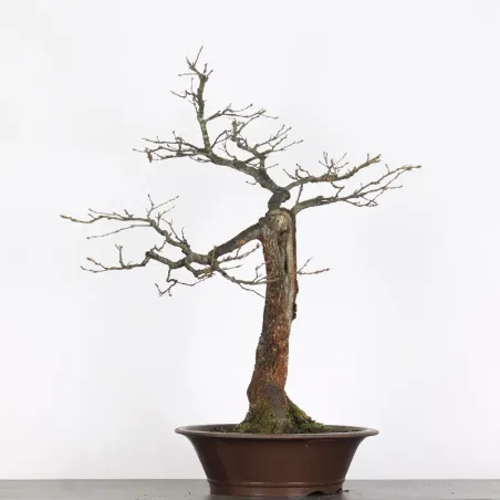 image supplémentaire - CHÊNE "QUERCUS CERRIS" 2-8