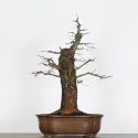CHÊNE "QUERCUS CERRIS" 3-1