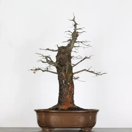 Bonsaï chêne pédonculé (Quercus Robur) 35 ans CHR-3-1
