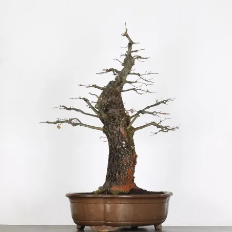 image supplémentaire - CHÊNE "QUERCUS CERRIS" 3-1