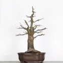 CHÊNE "QUERCUS CERRIS" 3-2