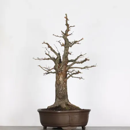 image supplémentaire - CHÊNE "QUERCUS CERRIS" 3-2