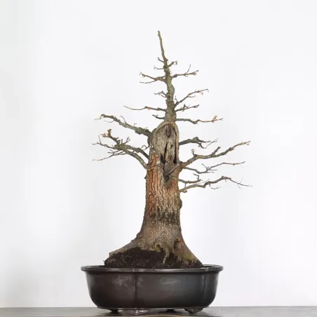 image supplémentaire - CHÊNE "QUERCUS CERRIS" 3-3