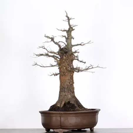 image supplémentaire - CHÊNE "QUERCUS CERRIS" 3-4