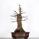 CHÊNE "QUERCUS CERRIS" 3-4