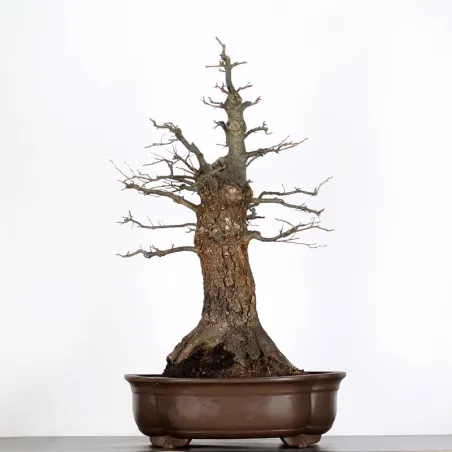 Bonsaï chêne pédonculé (Quercus Robur) CHR-3-4